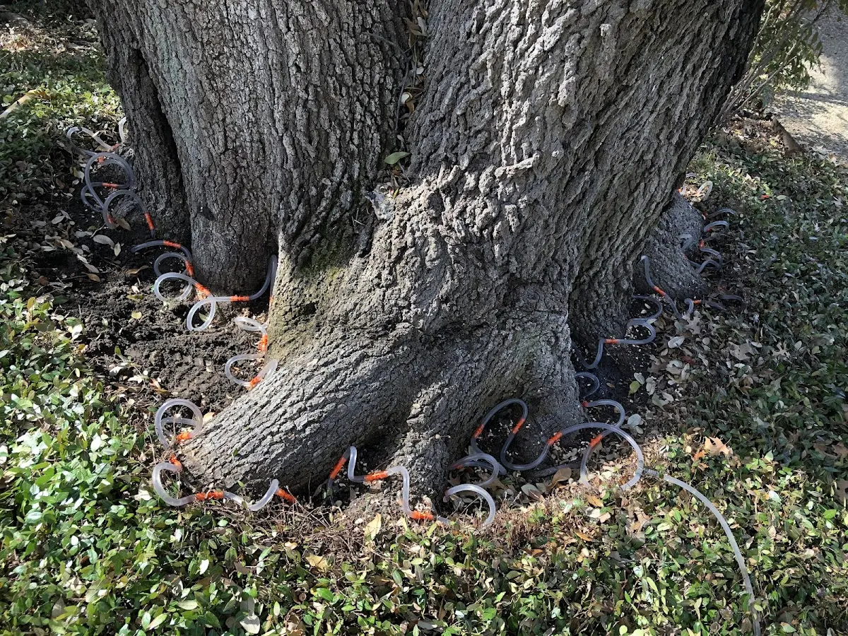 Detailed Tree Cabling and Bracing job site in Colora